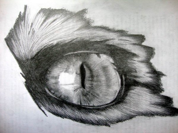 Глаза кошки карандашом
