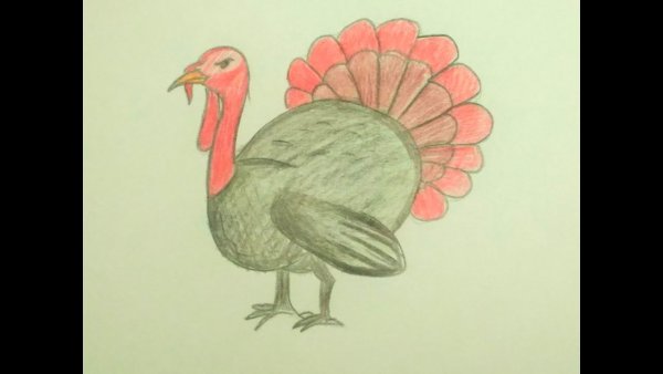 Индюк карандашом