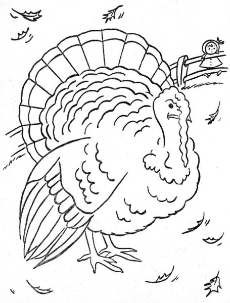 Индюк для срисовки маленький