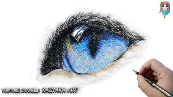 Глаз кота цветными карандашами