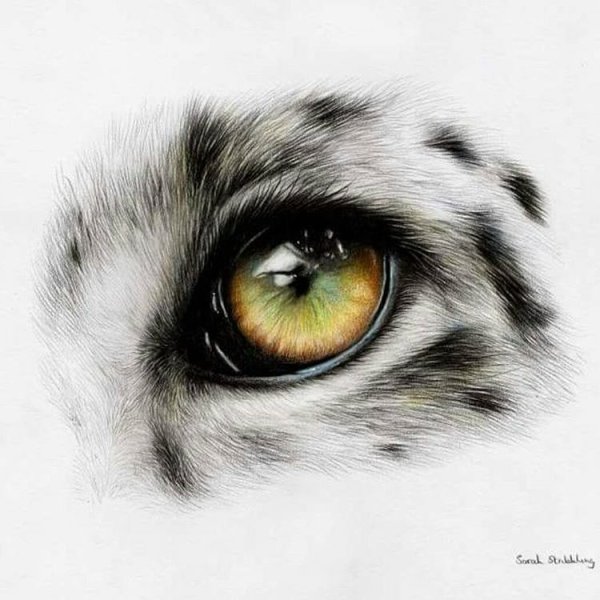 Кошачий глаз эскиз