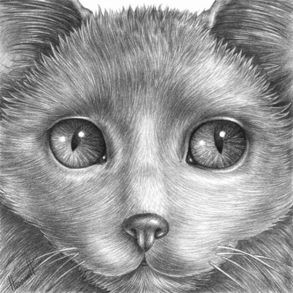 Кот штриховка карандашом