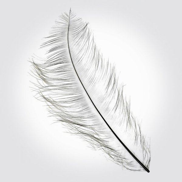 Легкое перо