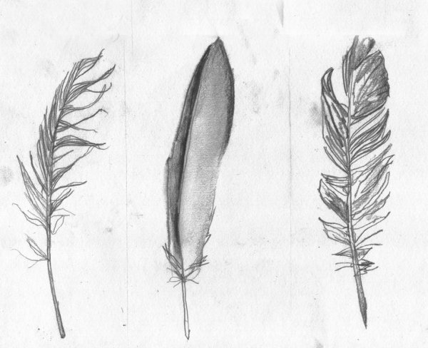 Маховое перо зарисовка