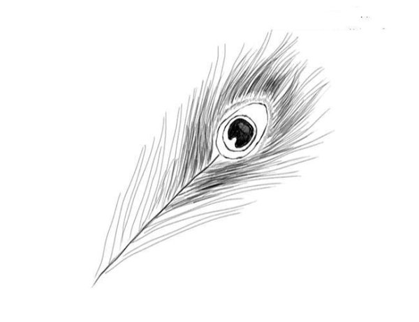Нарисовать перо павлина карандашом