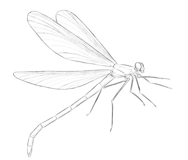 Стрекоза раскраска