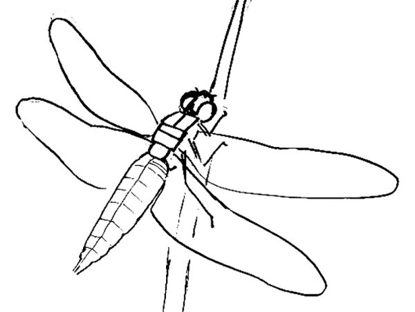 Раскраска Стрекоза для детей 7 лет