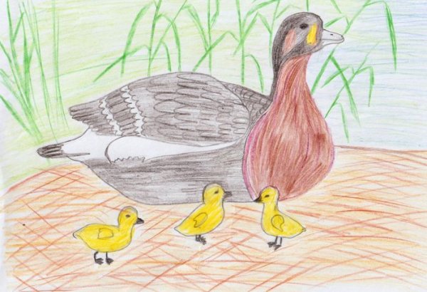 Рисование утка с утятами для детей