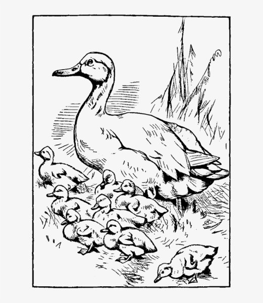 Ребята и утята раскраска