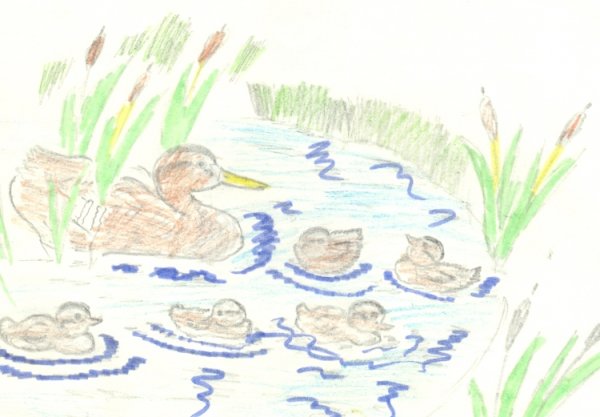 Иллюстрация к рассказу ребята и утята пришвин