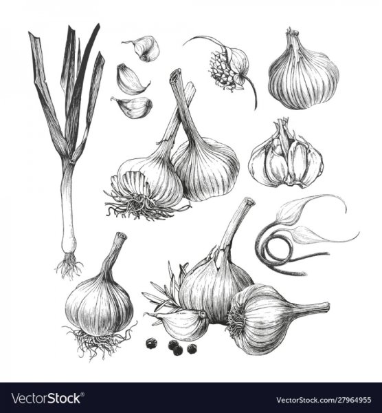 Векторный чеснок