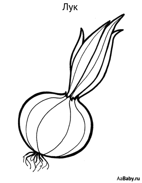 Раскраска луковица с перьями