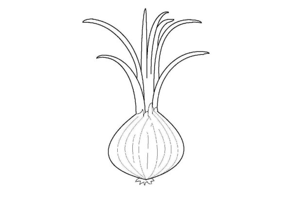 Лук раскраска