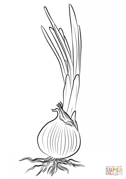 Зеленый лук раскраска