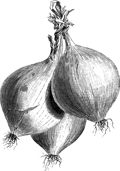 Лук раскраска для детей