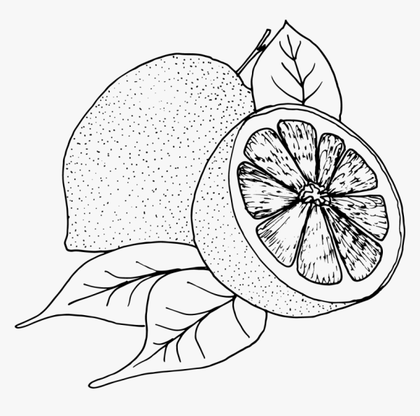 Картинки для срисовки фрукты