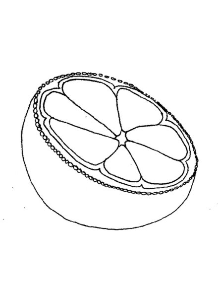 Мандарин раскраска