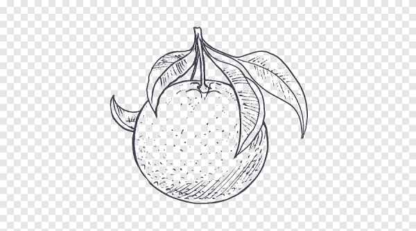 Апельсин раскраска для детей