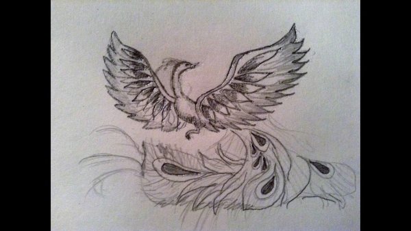 Жар птица черно белая