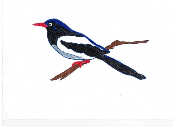 Сорока рисунок детский