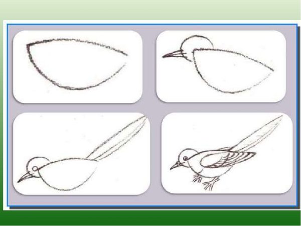 Поэтапное рисование сороки