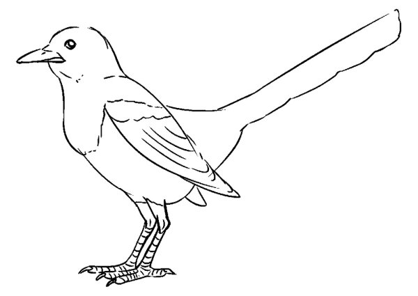 Сорока для раскрашивания детям