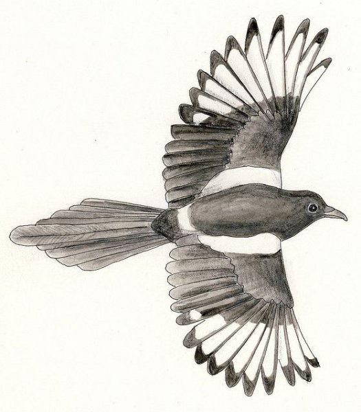 Зарисовки сороки карандашом