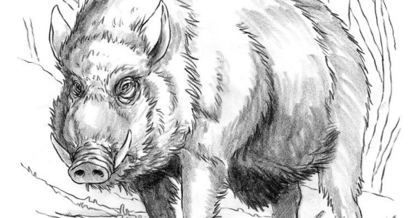 Поэтапное рисование кабана для детей