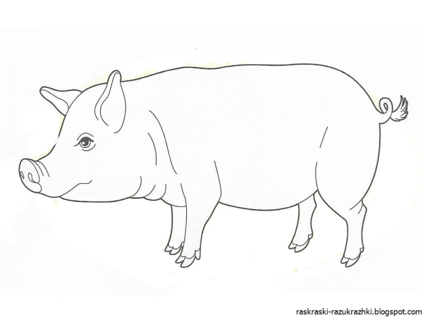 Кабан рисунок раскраска