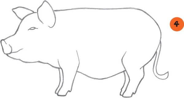 Кабан рисунок раскраска