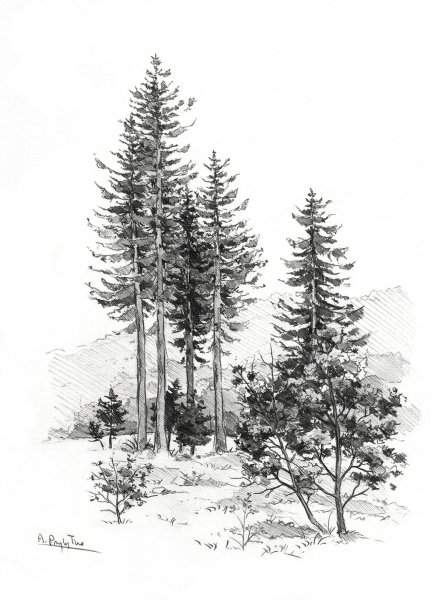 Зарисовки групп деревьев