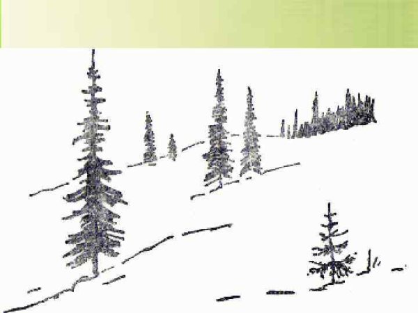 Рисунок елки вдали