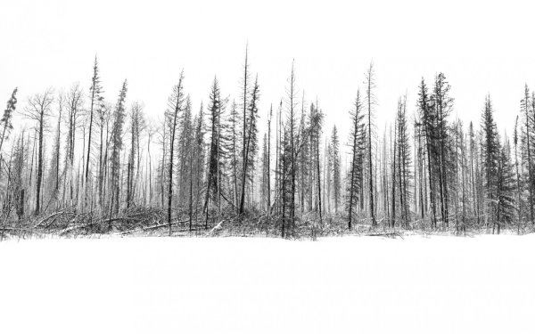 Лес на белом фоне