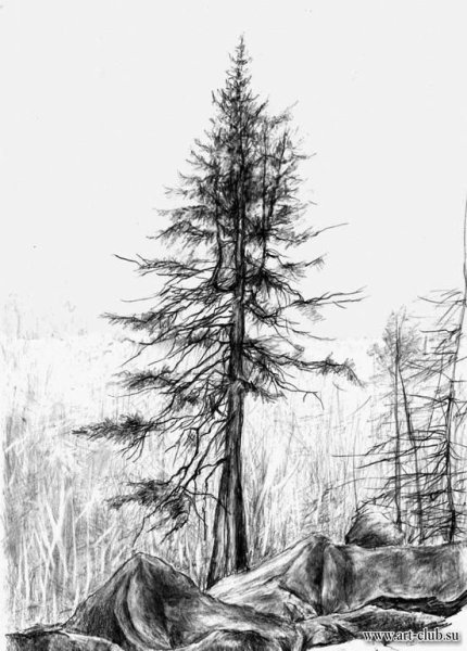 Зарисовки леса