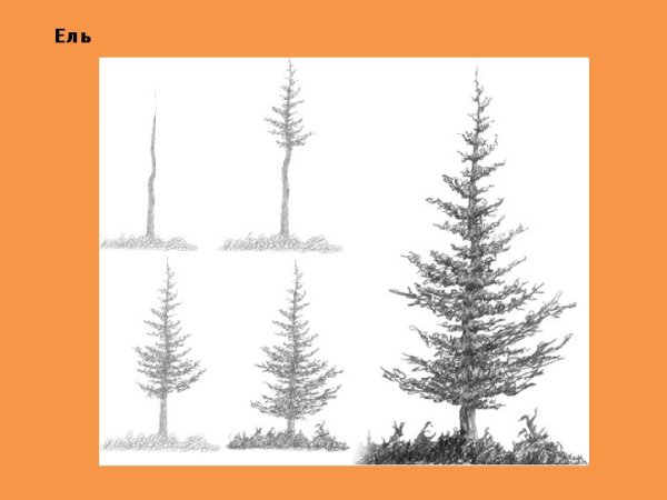 Хвойное дерево карандашом