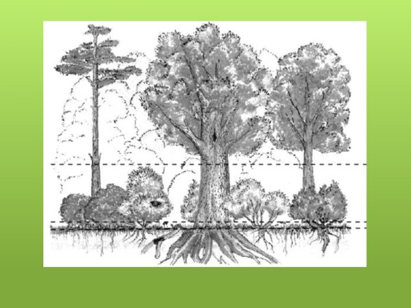 Тайга смешанные леса широколиственный лес