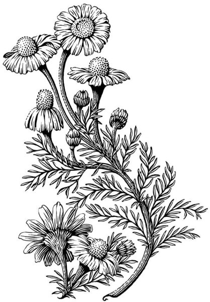 Расскраскалекарственные растения