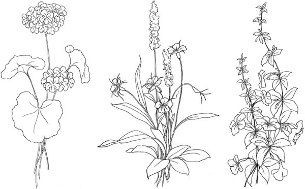 Подорожник ланцетолистный