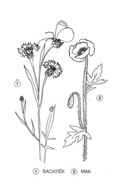 Полевые травы вектор