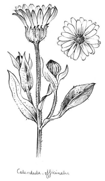 Ромашка аптечная раскраска для детей