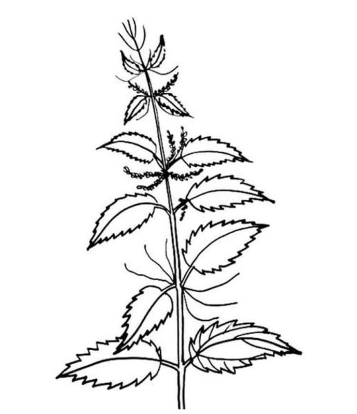 Цикорий контур