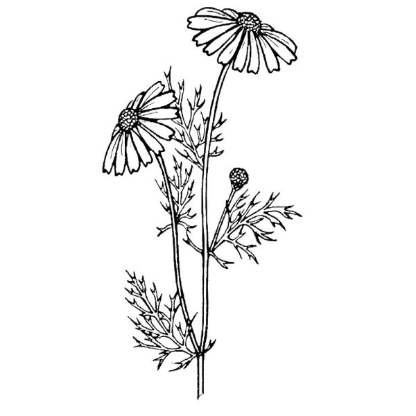 Мята перечная