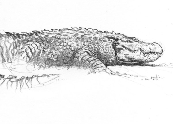 Крокодил Графика