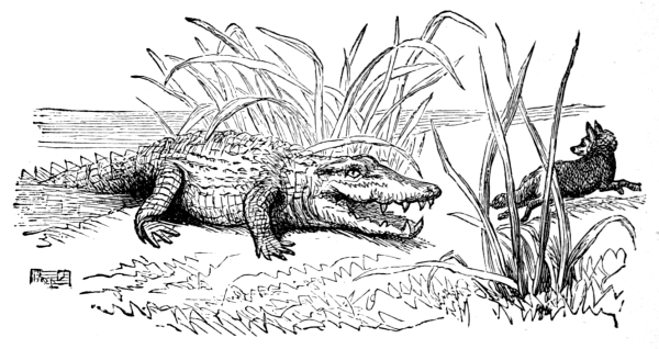 Раскраска крокодил