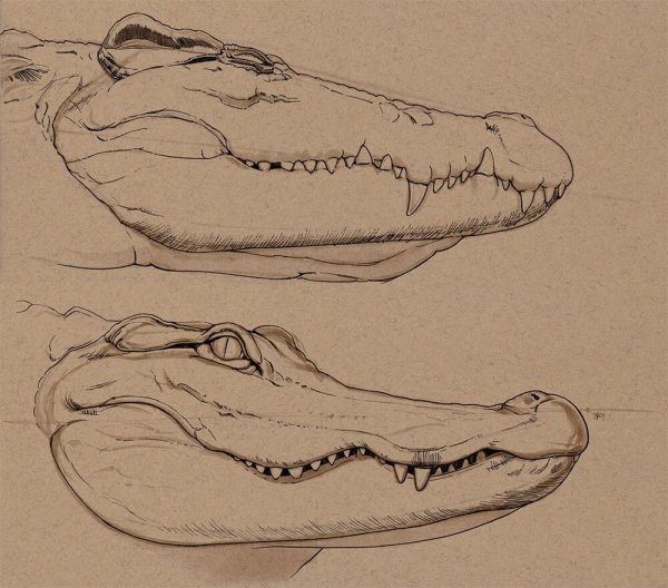 Крокодил рисунок карандашом профессиональный