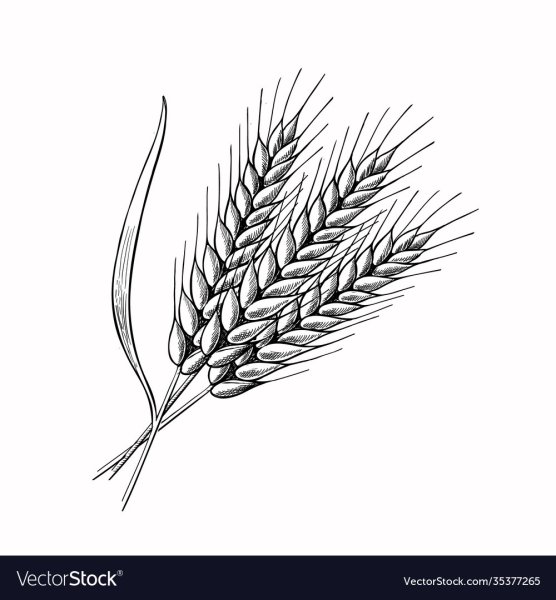 Колосок рисунок