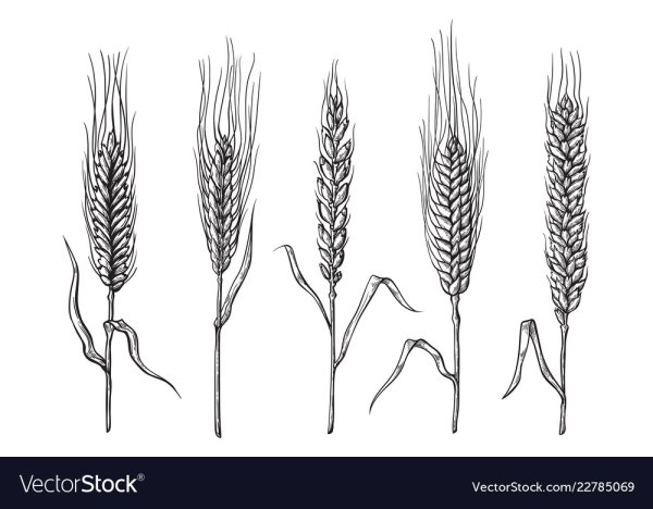 Пшеница рисунок карандашом
