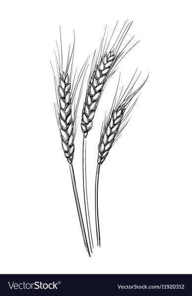 Пшеница карандашом