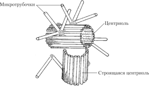 Центриоли клеточного центра