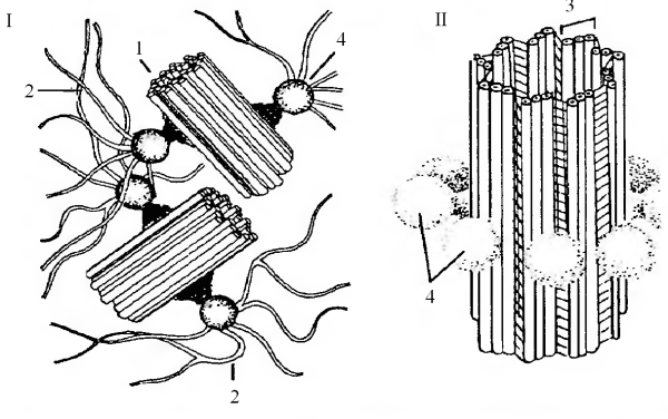 Клеточный центр строение и функции схема
